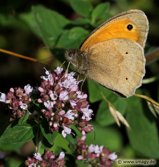 Wieder da: Naturgartenprodukte