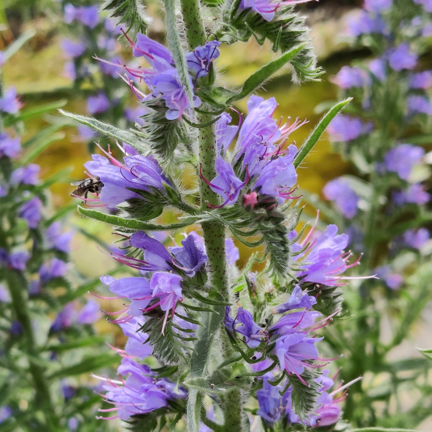 Gewöhnl. Natternkopf - Echium vulgare (2-jährig)