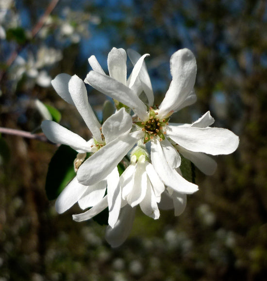 Gewöhnl. Felsenbirne - Amelanchier ovalis (Strauch)