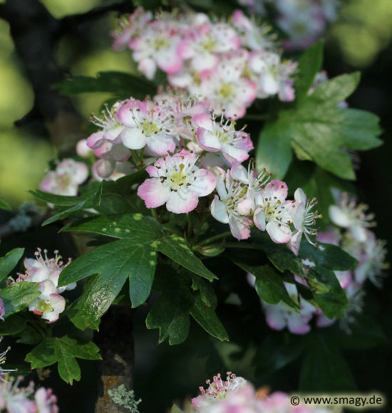 Eingriffliger Weißdorn - Crataegus monogyna (Strauch)