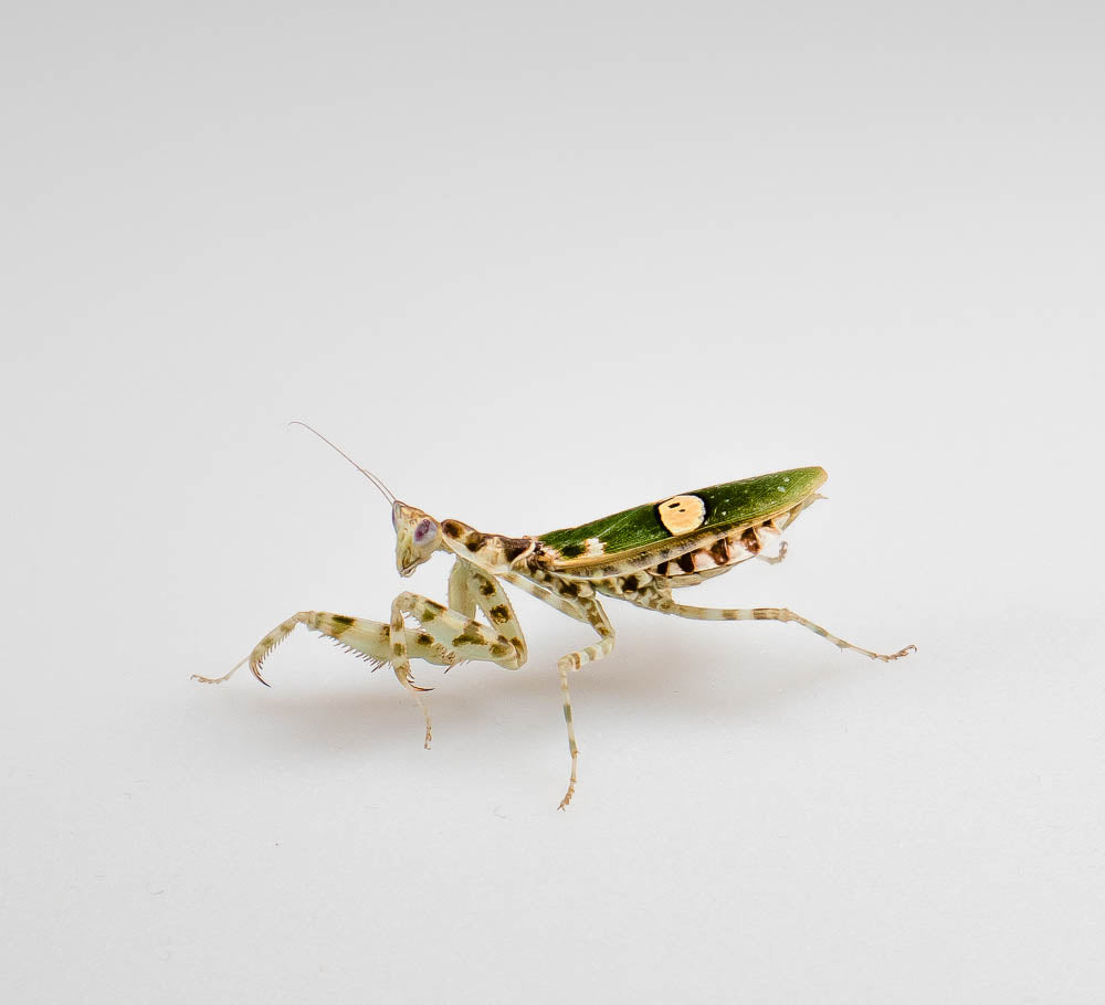 Creobroter cf. gemmatus - Asiatische Blütenmantis