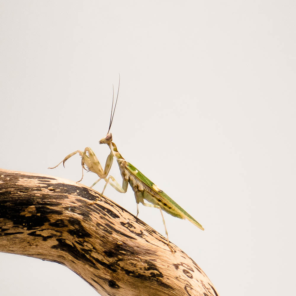 Creobroter cf. gemmatus - Asiatische Blütenmantis