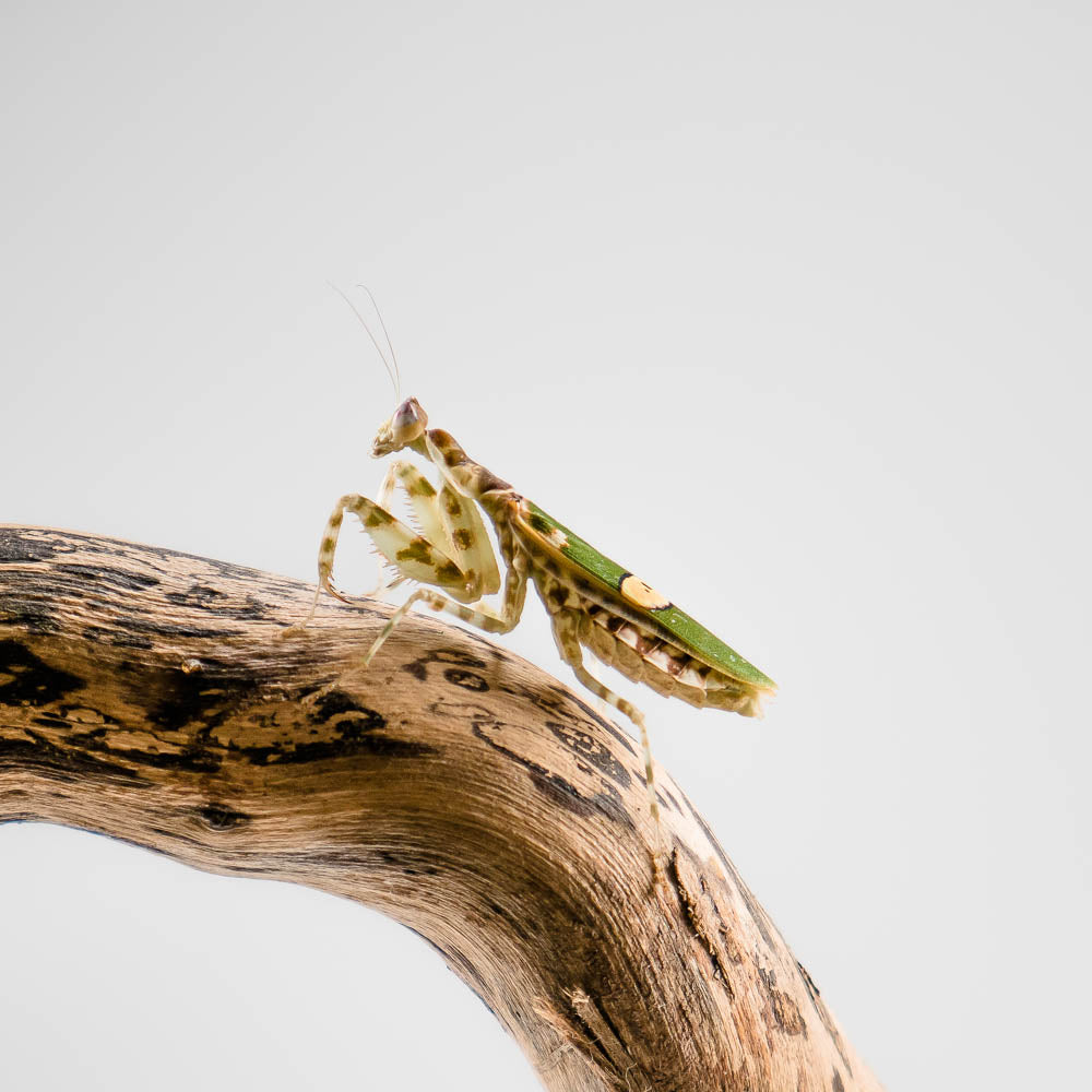 Creobroter cf. gemmatus - Asiatische Blütenmantis