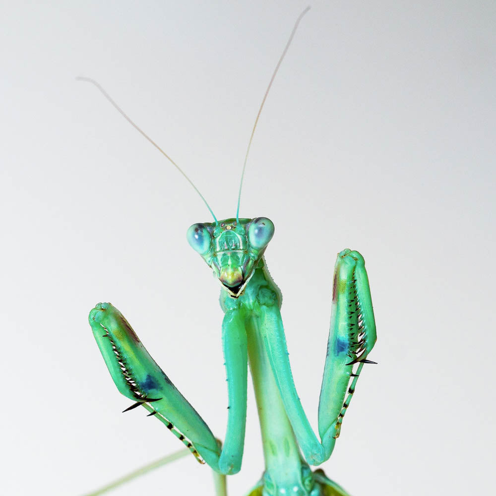 Omomantis zebrata