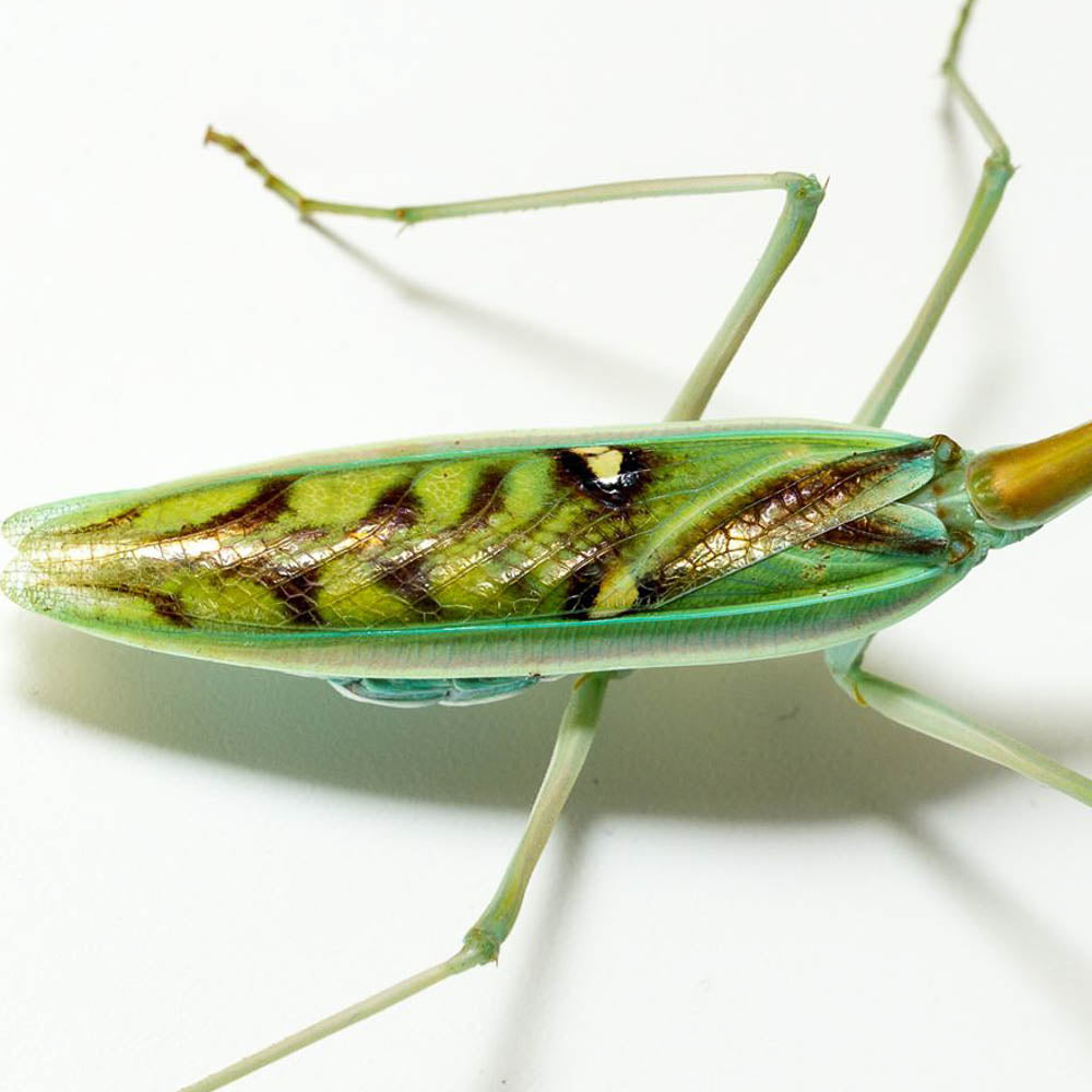 Omomantis zebrata