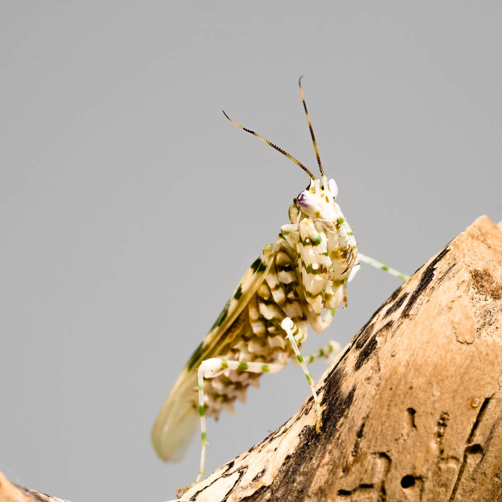 Pseudocreobotra wahlbergii - Afrikanische Blütenmantis