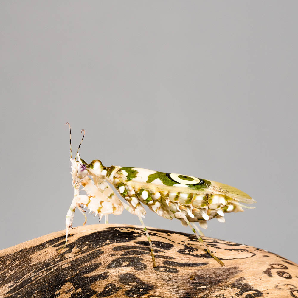 Pseudocreobotra wahlbergii - Afrikanische Blütenmantis