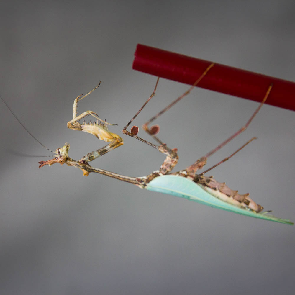 Sibylla pretiosa - Kryptische Mantis