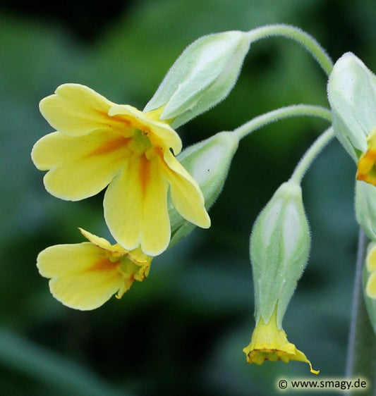 Kissenprimel - Primula vulgaris (ausdauernd)