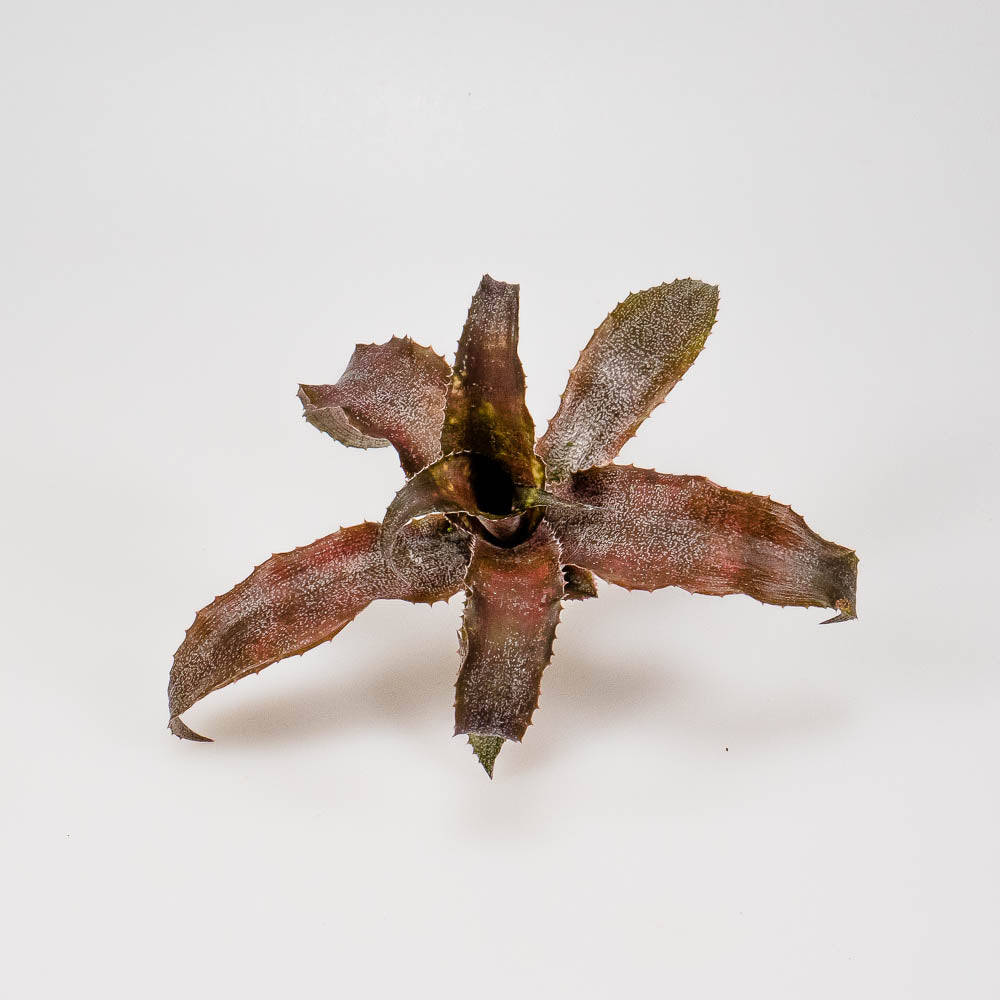 Cryptanthus bivittatus – Erdbromelie