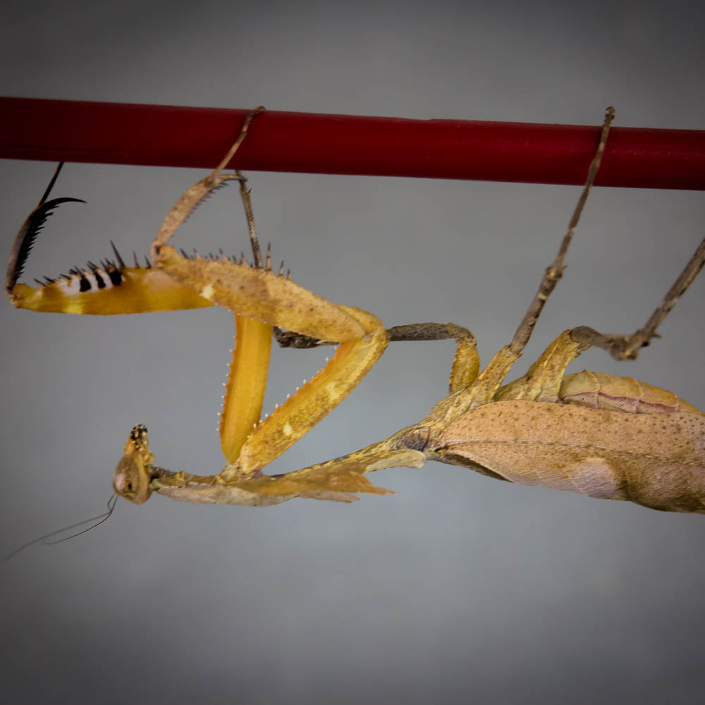 Deroplatys dessicata - Totes Blatt Mantis