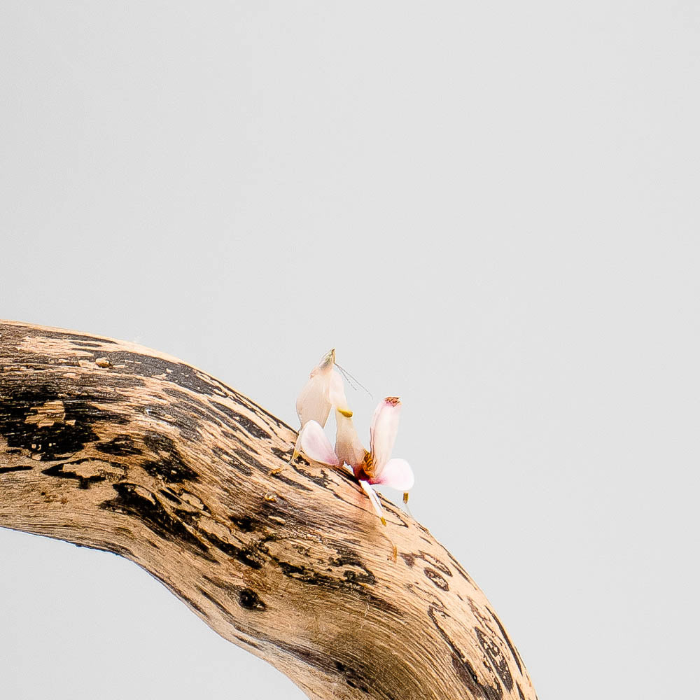 Hymenopus coronatus – Orchideenmantis