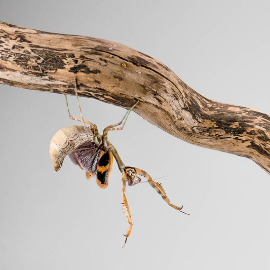 Parasphendale cf. affinis - Budwing Mantis