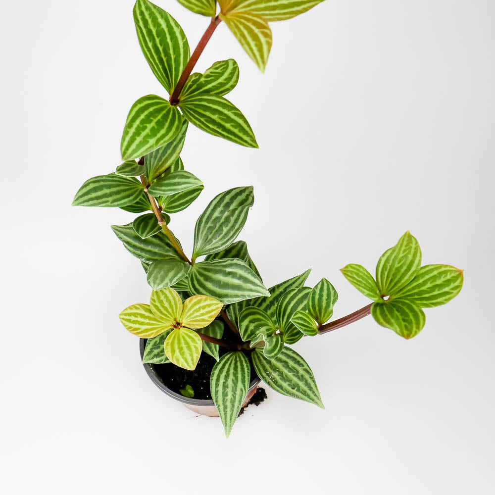 Peperomia tetragona – Rankpflanze