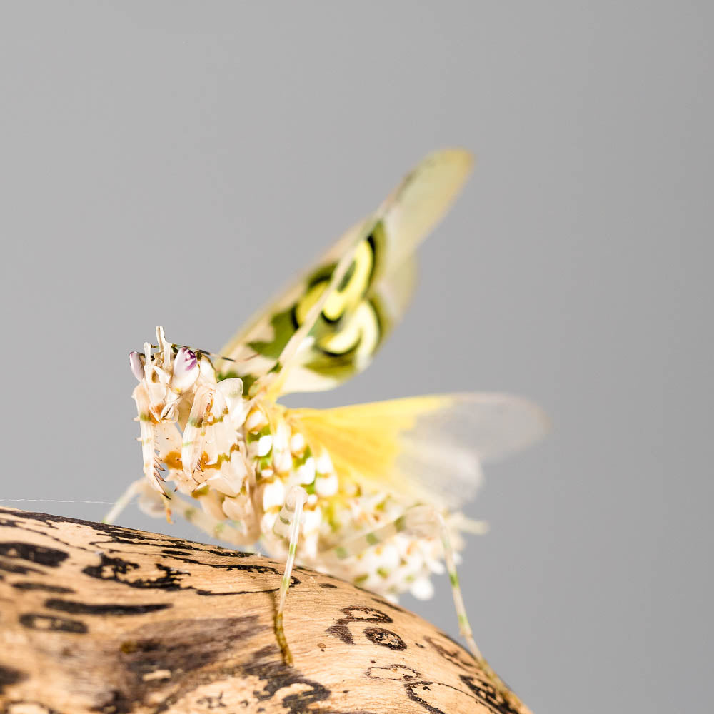 Pseudocreobotra wahlbergii - Afrikanische Blütenmantis